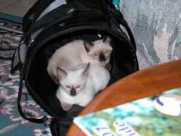 new kittens 4